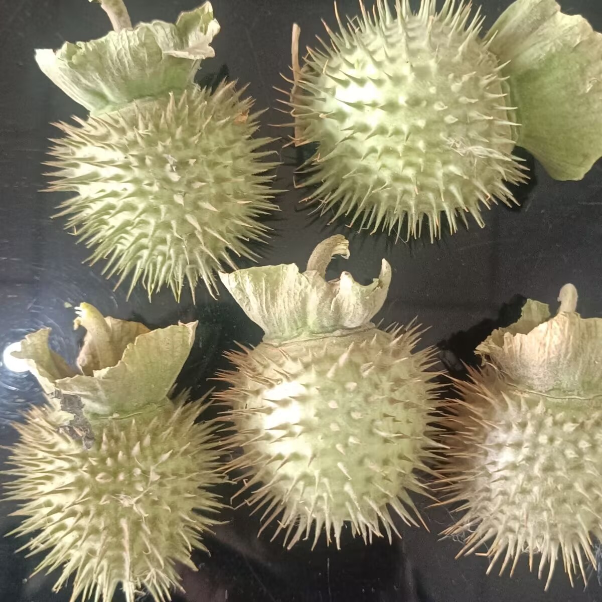 Candle Making And Perfume - Cialde Datura essiccate naturali di alta