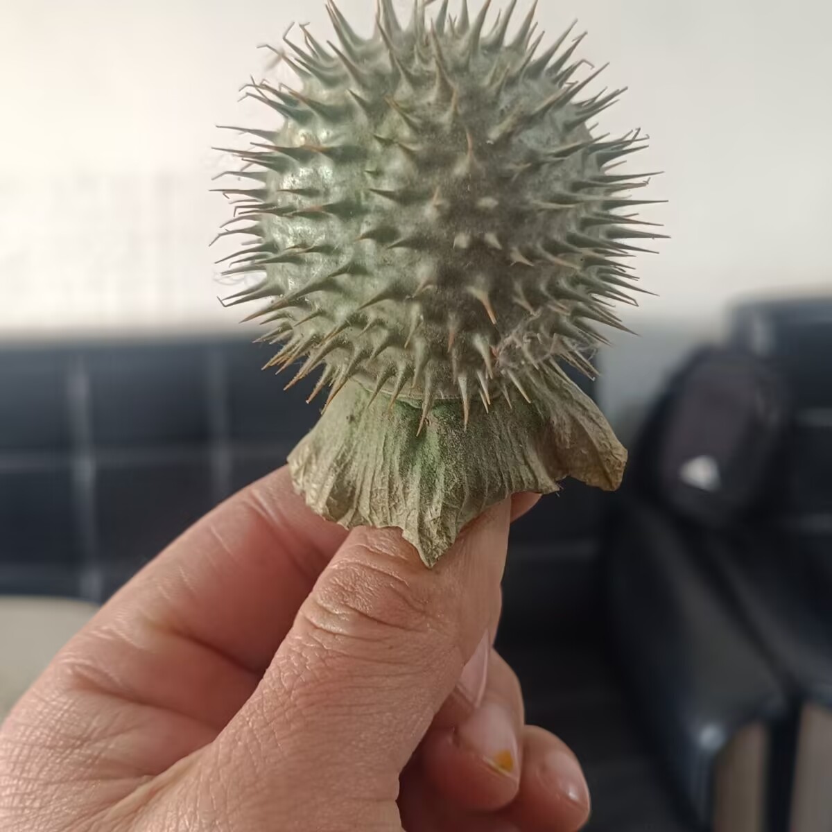 Cialde Datura essiccate natura - Candle Making And Perfume recensione e prezzo