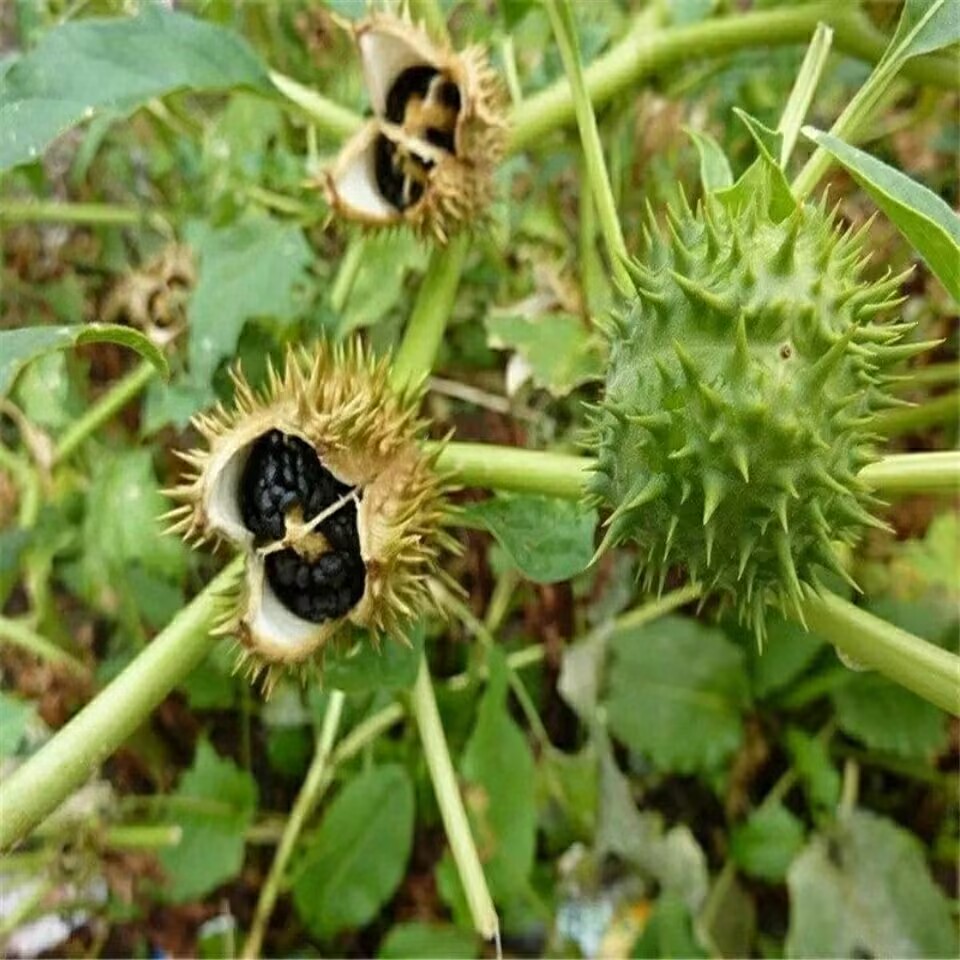 Cialde Datura essiccate natura - Candle Making And Perfume recensione e prezzo