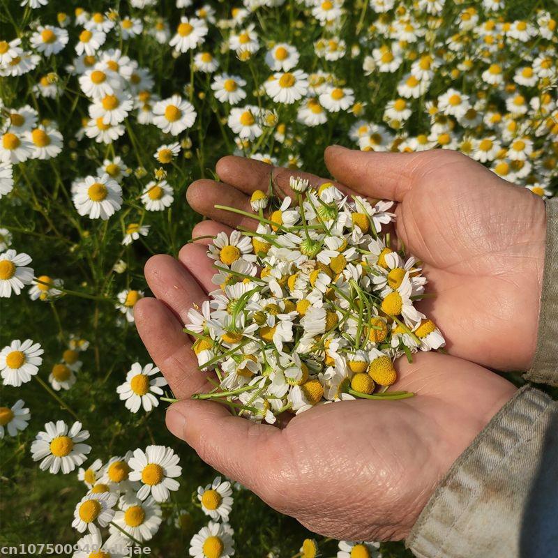 Fiori di camomilla essiccati 1 - Candle Making And Perfume recensione e prezzo