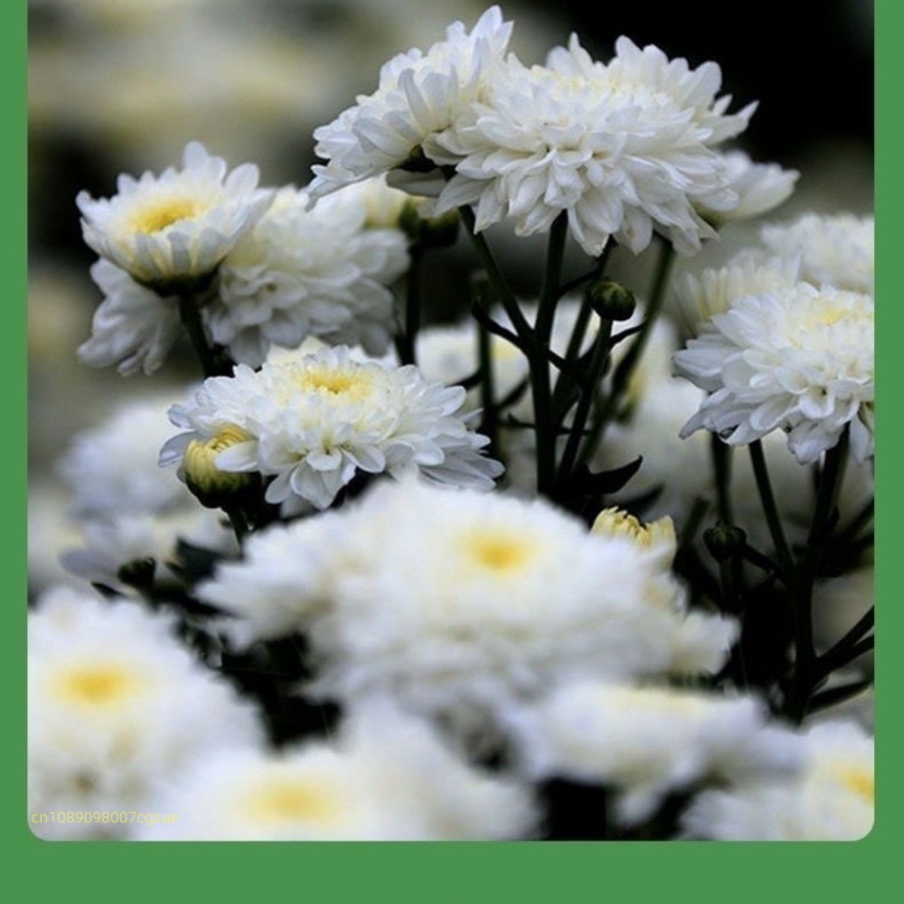 Materiali naturali di fiori se - Candle Making And Perfume recensione e prezzo